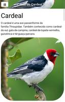 Cantos do Cardeal HD ảnh chụp màn hình 1