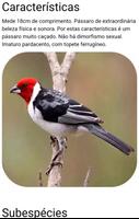 Cantos do Cardeal HD ảnh chụp màn hình 2