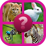 Guess The Animals Quiz أيقونة
