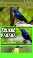 Canto de Azulao Parana Offline تصوير الشاشة 1