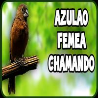 Azulao Femea Chamando โปสเตอร์