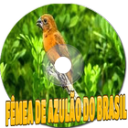 Icona FÊMEA DE AZULÃO DO BRASIL