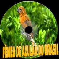 Poster FÊMEA DE AZULÃO DO BRASIL