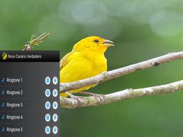 Novo Canário Verdadeiro screenshot 3