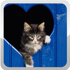 Cat Wallpapers icono