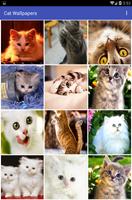 پوستر Cat Wallpapers