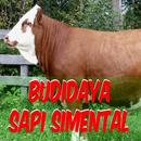 Budidaya Sapi Simental APK