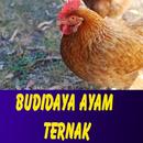 Ternak Ayam APK