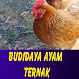 Ternak Ayam