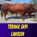 Ternak Sapi Limosin di Indonesia APK