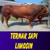 Ternak Sapi Limosin For Android Apk Download