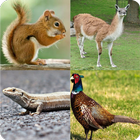 Devine les animaux domestiques icon