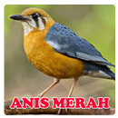 Masteran Anis Merah Teler APK