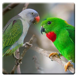 Kicau Nuri dan Serindit