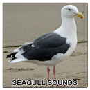 New Seagull Sounds APK