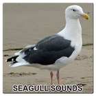 New Seagull Sounds ไอคอน