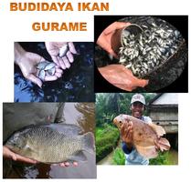 Budidaya Ikan Gurame Affiche