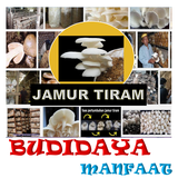 Jamur Tiram Budidaya & Manfaat icône