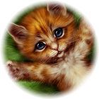 Fluffy kitten আইকন
