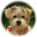 Sweet puppy