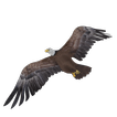 Eagle Drop (free)
