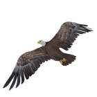 Eagle Drop (free) ícone