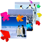 ikon Penguins Live Collection