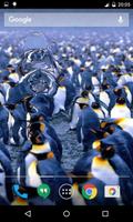 Penguins Live Collection Affiche