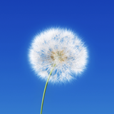 Who Does This Belong To? icon