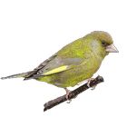 آیکون‌ Greenfinch mutations