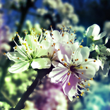 Blossom  live wallpaper