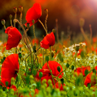 Poppy Flower live wallpaper icône