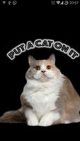 Put a Cat on it 海報