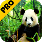 3D animals parallax PRO icon