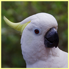 Australian Parrots HD Wallpapers アイコン