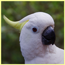 APK Australian Parrots HD Wallpapers