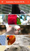 Australian Parrots HD Wallpapers ポスター