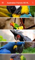 Australian Parrots HD Wallpapers スクリーンショット 1