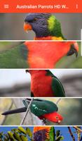 Australian Parrots HD Wallpapers スクリーンショット 2