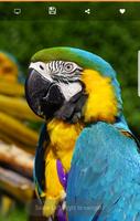 Australian Parrots HD Wallpapers スクリーンショット 3