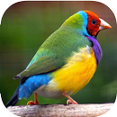 Australian Native Birds APK