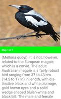 Australian Native Birds スクリーンショット 3