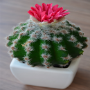 Cactus Background APK