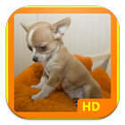 Chihuahua Wallpapers biểu tượng