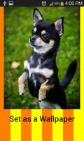 Chihuahua Wallpapers স্ক্রিনশট 3