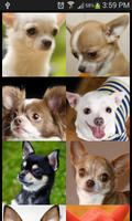 Chihuahua Wallpaper постер