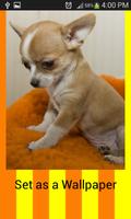 Chihuahua Wallpapers imagem de tela 1