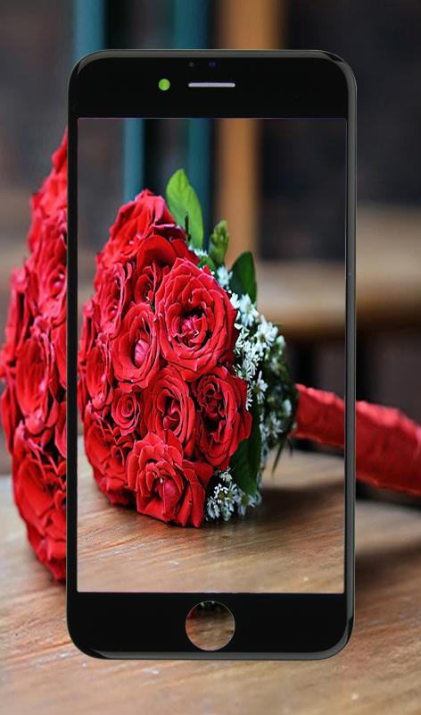 87+ Gambar Bunga Mawar Hd Paling Keren 87+ Gambar Bunga Mawar Hd Paling Keren