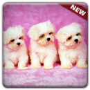 New Cute Little Puppies Wallpapers HD APK