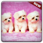 New Cute Little Puppies Wallpapers HD icône